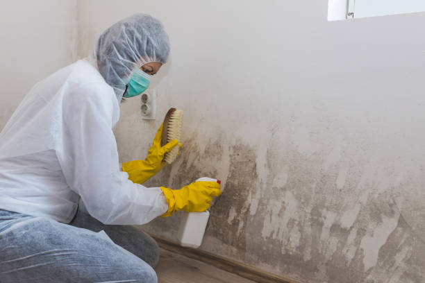 Best Residential Mold Remediation in Deltona, FL