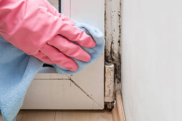Best White Mold Remediation in Deltona, FL